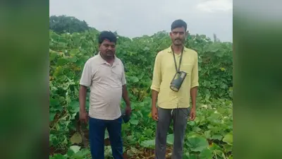जंगली हाथियों ने दो दर्जन से अधिक किसानों की फसल रौंदी, ग्रामीणों में दहशत