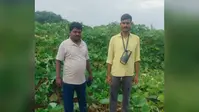 जंगली हाथियों ने दो दर्जन से अधिक किसानों की फसल रौंदी, ग्रामीणों में दहशत