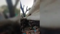 तेज बारिश में गिरा 60 साल पुराना पेड़, पांच घर हुए तबाह, बाल-बाल बचे लोग