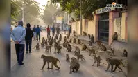 ठाकुरगंज में सड़क पर बंदरों का डेरा, मॉर्निंग वॉक करने वाले लोग परेशान