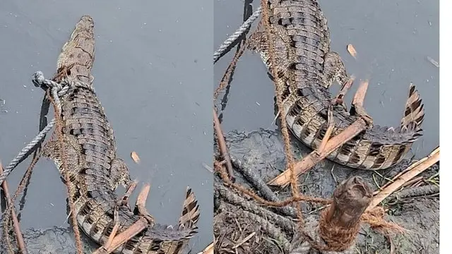ग्रामीणों के सहयोग से रेस्क्यू हुआ मगरमच्छ | Prabhat Khabar Network ग्रामीणों के सहयोग से रेस्क्यू हुआ मगरमच्छ | Prabhat Khabar Network