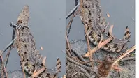 मोतिहारी के रिहाइशी इलाकों में घुसे मगरमच्छ, वन विभाग ने जारी की चेतावनी
