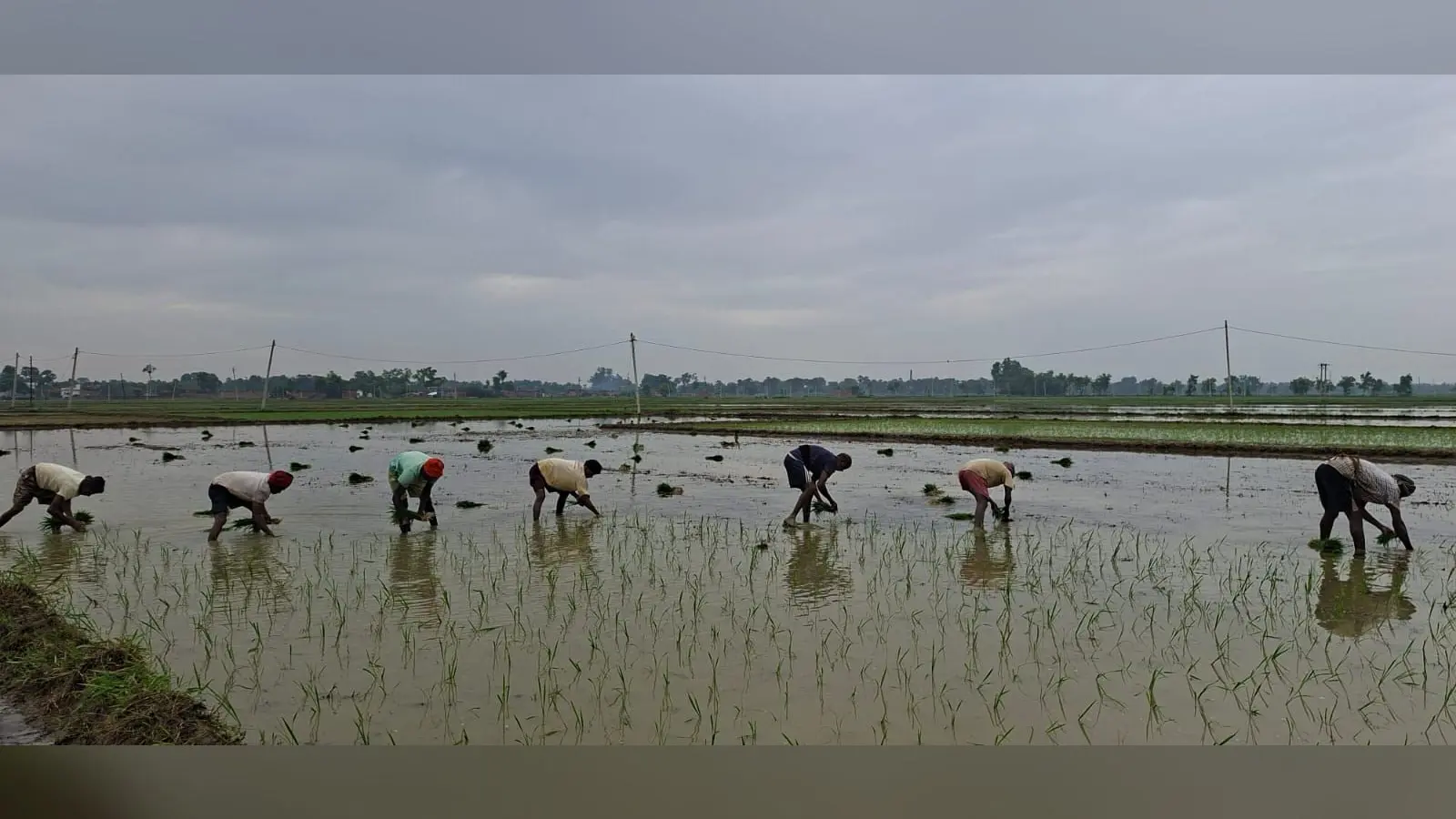 ओबरा प्रखंड के एक खेत में धान की रोपनी करते किसान एवं मजदूर। क्षेत्र में पर्याप्त पानी उपलब्ध होने से रोपनी का कार्य तेज गति से जारी है। | Prabhat Khabar Network ओबरा प्रखंड के एक खेत में धान की रोपनी करते किसान एवं मजदूर। क्षेत्र में पर्याप्त पानी उपलब्ध होने से रोपनी का कार्य तेज गति से जारी है। | Prabhat Khabar Network