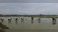 औरंगाबाद के ओबरा में धान रोपनी ने पकड़ी रफ्तार, पर्याप्त बारिश और नहर के पानी से किसानों के चेहरे खिले