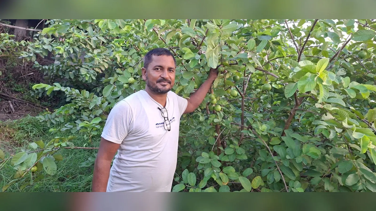 ओबरा प्रखंड के कदेआही गांव स्थित अपने अमरूद के बाग में उद्यमी किसान कुमार विजय वर्मा उर्फ पिंटू, सफल बागवानी के माध्यम से अन्य किसानों को प्रेरित करते हुए। | Prabhat Khabar Network ओबरा प्रखंड के कदेआही गांव स्थित अपने अमरूद के बाग में उद्यमी किसान कुमार विजय वर्मा उर्फ पिंटू, सफल बागवानी के माध्यम से अन्य किसानों को प्रेरित करते हुए। | Prabhat Khabar Network
