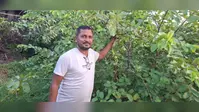 औरंगाबाद के किसान की सफलता की कहानी, अमरूद की उन्नत खेती से हर साल कमा रहे हजारों रुपये, दूसरे किसानों के लिए बने मिसाल
