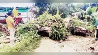 सड़क पर गिरा सौ साल पुराना बरगद का पेड़, यातायात ठप