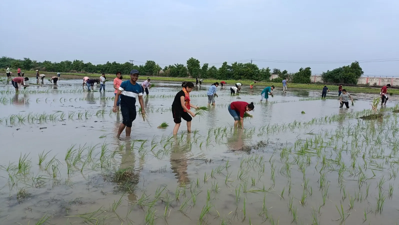 खेतों में धानरोपनी करते सीयूएयबी के स्टूडेंट्स | Prabhat Khabar Network खेतों में धानरोपनी करते सीयूएयबी के स्टूडेंट्स | Prabhat Khabar Network