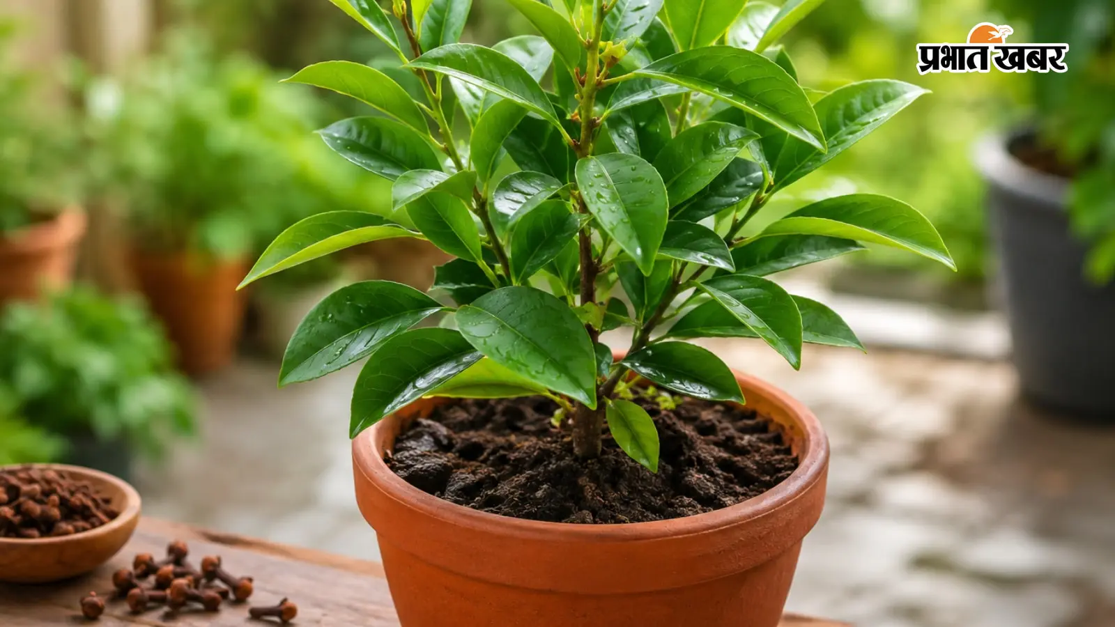 How to grow clove in pot at home, AI Image How to grow clove in pot at home, AI Image
