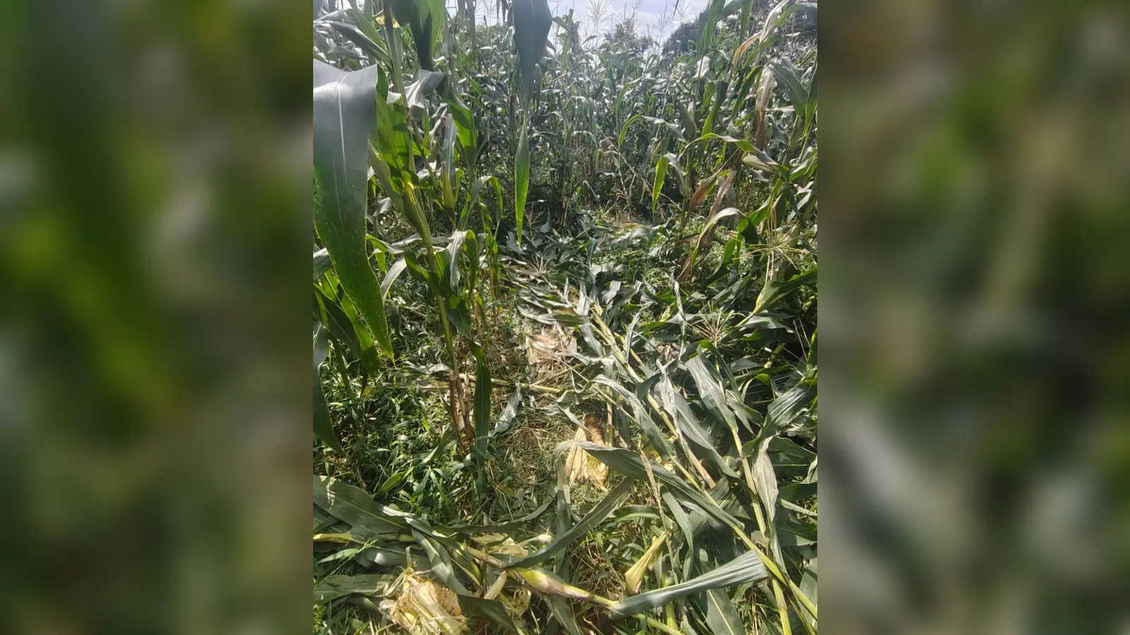 फोटो फाइल : 23गोला,01 – सूअर के द्वारा क्षतिग्रस्त फसल | Prabhat Khabar Network फोटो फाइल : 23गोला,01 – सूअर के द्वारा क्षतिग्रस्त फसल | Prabhat Khabar Network
