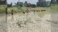 औरंगाबाद में फीकी पड़ रही सावन की परंपराएं, झूले, कजरी और मल्हार की गूंज अब बन रही यादें