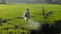 अल्पवर्षा व बेमौसम बारिश के बाद अब लूपर का हमला, ठाकुरगंज के चाय बागानों पर दोहरी मार