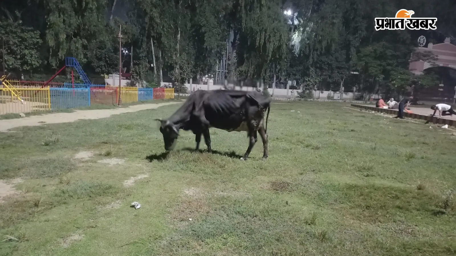 वीर कुंवर सिंह मैदान बना मवेशियों का अड्डा वीर कुंवर सिंह मैदान बना मवेशियों का अड्डा