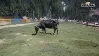 आरा का वीर कुंवर सिंह मैदान बना मवेशियों का अड्डा, करोड़ों की सजावट पर फिरा पानी, प्रशासन मौन