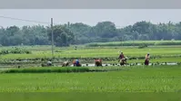 लगातार हो रही बारिश से किसानों में हर्ष, धान की खेती में आई तेजी