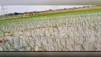 डुमरांव में झमाझम बारिश से खिल उठे किसान, धान रोपनी ने पकड़ी रफ्तार, खेतों में लौटी रौनक