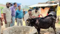 रोहतास में FMD टीकाकरण अभियान पर संकट, 6 लाख का लक्ष्य, अब तक सिर्फ 6 हजार पशुओं को लगी वैक्सीन