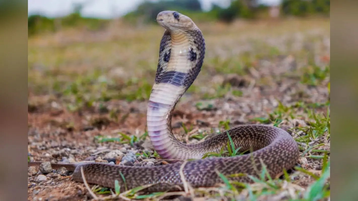 snake snake