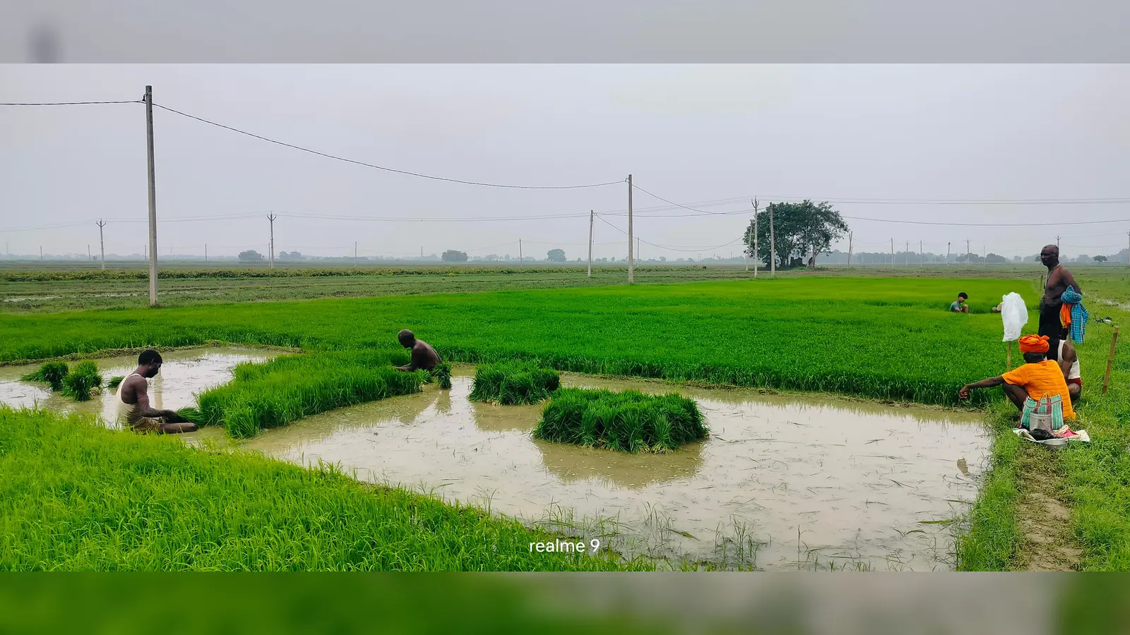 बिचड़ा उखाड़ते गोपालपुर मौजे के किसान | Prabhat Khabar Network बिचड़ा उखाड़ते गोपालपुर मौजे के किसान | Prabhat Khabar Network