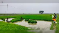 मजदूरों की किल्लत से धानरोपनी हो रही प्रभावित, किसान परेशान