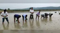 लाइन सॉइंग विधि से धान रोपनी अपनाएं किसान, बढ़ेगी उपज और घटेगी लागत - जिला कृषि पदाधिकारी