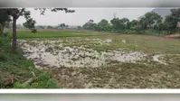 कैमूर: बिजली संकट से भगवानपुर के किसानों में आक्रोश, धान रोपाई ठप, आंदोलन की चेतावनी