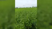 औरंगाबाद: जूट भुगतान को लेकर फूटा किसानों का गुस्सा, ओबरा-बारुण में फसल तैयार लेकिन नहीं मिला मूल्य