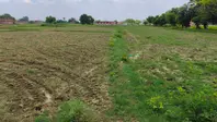 चैनपुर में बारिश नहीं होने से धान की रोपनी प्रभावित, खेत सूखे तो किसानों की बढ़ी चिंता