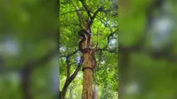 12 फीट का विशाल अजगर पेड़ पर चढ़ा तो मच गई अफरा-तफरी, फिर शुरू हुआ रोमांचक रेस्क्यू ऑपरेशन