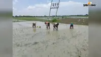 मानसून की मेहरबानी से सीवान में धान रोपनी ने पकड़ी रफ्तार, खरीफ फसलों को मिला नया जीवन