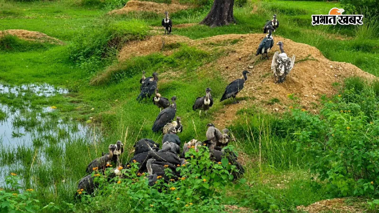 जंगल में मौजूद भारतीय गिद्ध जंगल में मौजूद भारतीय गिद्ध