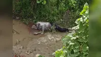 बथनाहा में सड़क किनारे नाले से गार्ड की वर्दी में अज्ञात पुरुष का शव बरामद, हत्या की आशंका