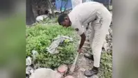 सीवान : महाराजगंज में पुलिस की बड़ी कार्रवाई, मिट्टी में छिपाकर रखी सैकड़ों लीटर शराब नष्ट