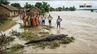 बारसोई में महानंदा नदी में दिखा मगरमच्छ, दहशत में ग्रामीण; प्रशासन ने जारी की चेतावनी