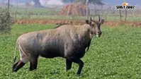 बक्सर में NH-922 पर बाइक से नीलगाय टकराई, वाराणसी ले जाते समय युवक की मौत
