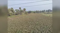 बदहाल कदाने नदी: जलकुंभी पटने से मैदान में तब्दील, ग्रामीणों ने दी आंदोलन की चेतावनी