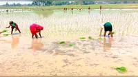 डुमरांव में बारिश के बाद फिर लौटी तेज धूप, उमस से बेहाल लोग, धान रोपनी पर भी पड़ा असर