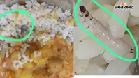मसौढ़ी के तारेगना मुसहरी स्कूल में एमडीएम में निकला कीड़ा, बच्चों ने खाना फेंका, जांच के आदेश