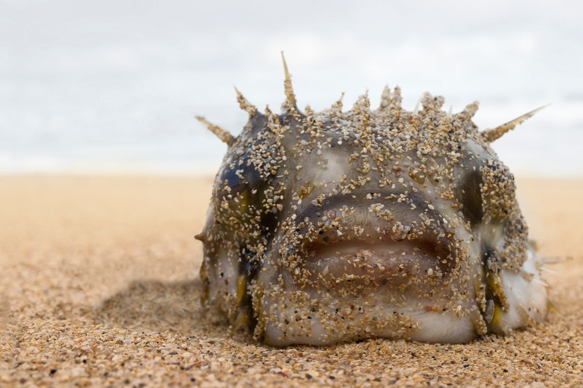 Photo: ये हैं दुनिया के 5 सबसे बदसूरत जीव, शक्ल देखकर हंसी भी आएगी और तरस भी 3 Blobfish