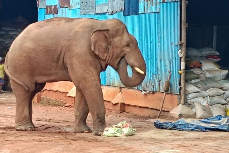 चाकुलिया में गजराज का आतंक, तीन दिन से लगातार मचा रहा उत्पात 