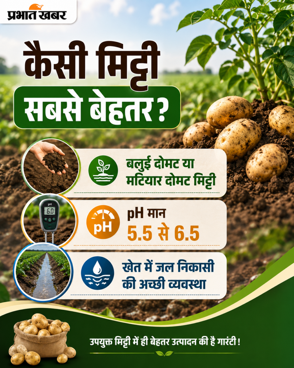 आलू की खेती से लाखों कमाना चाहते हैं? कृषि वैज्ञानिक ने बताए बंपर मुनाफे के आसान तरीके 3 Chatgpt Image Jul 5 2026 11 03 37 Am