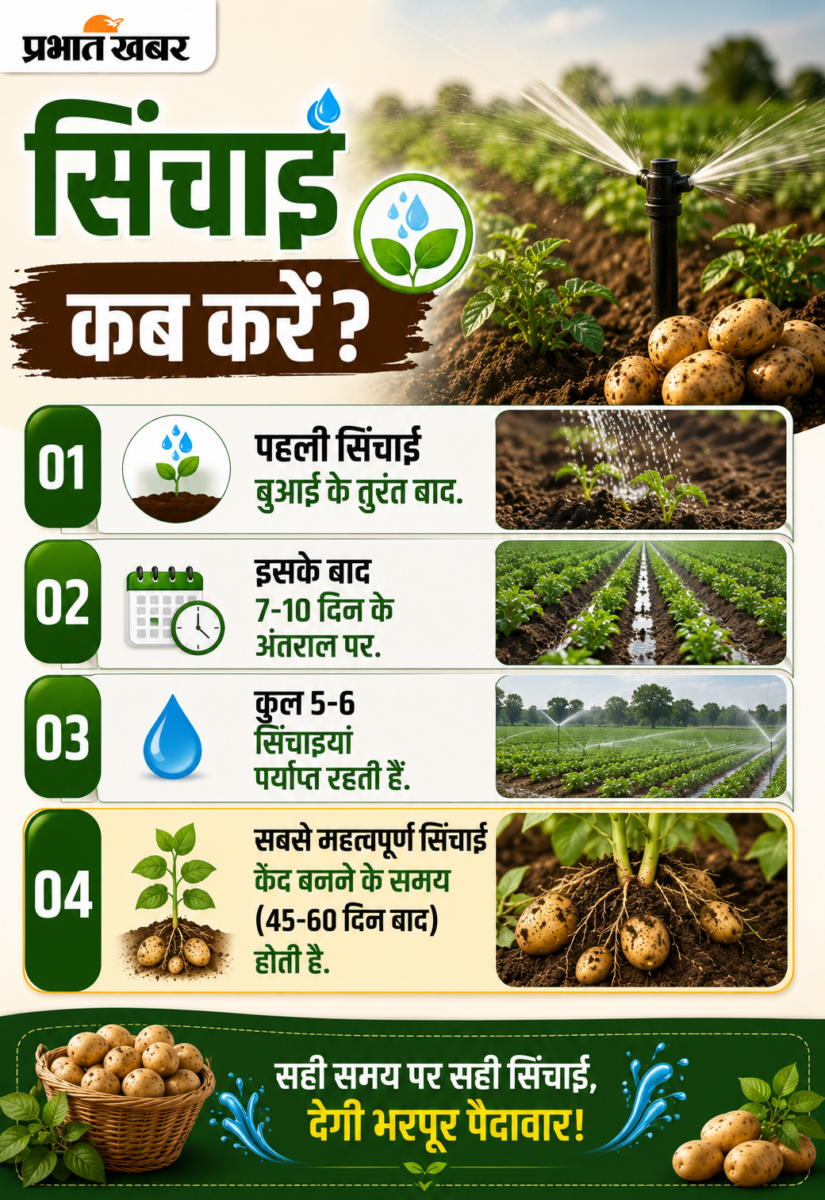 आलू की खेती से लाखों कमाना चाहते हैं? कृषि वैज्ञानिक ने बताए बंपर मुनाफे के आसान तरीके 5 Chatgpt Image Jul 5 2026 11 20 49 Am