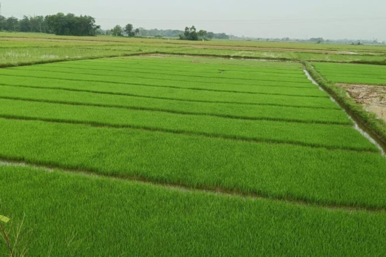 मानसून की दगाबाजी: पूर्वी सिंहभूम के बहरागोड़ा में धान संकट, सरकारी व्यवस्था ने भी मोड़ा मुंह