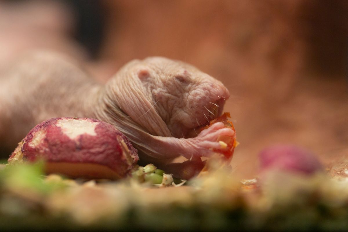 Photo: ये हैं दुनिया के 5 सबसे बदसूरत जीव, शक्ल देखकर हंसी भी आएगी और तरस भी 1 Naked Mole Rat