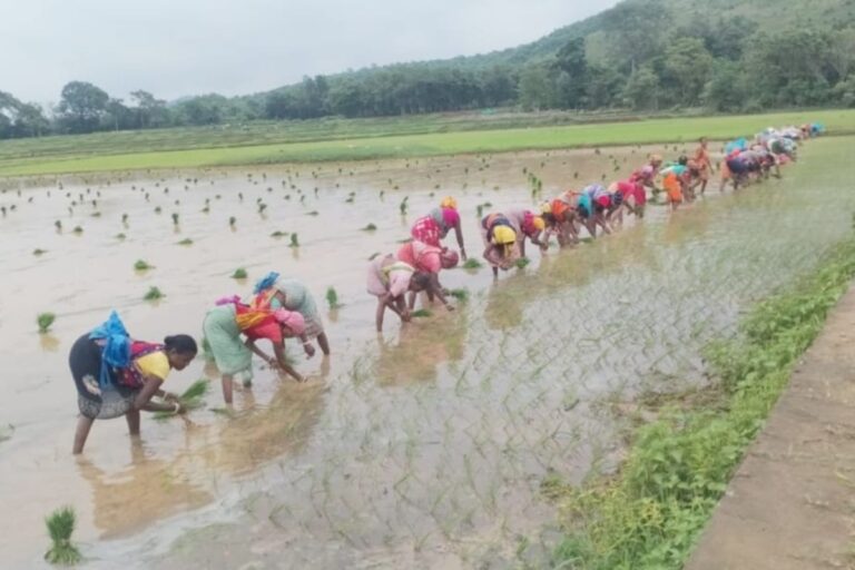 Ranchi News: मानसून की दस्तक से खेतों में लौटी रौनक, पंच परगना में धान रोपाई में जुटे किसान