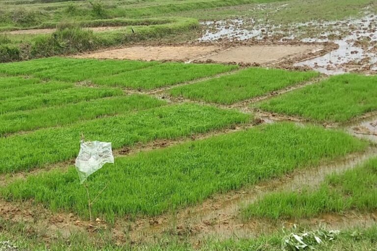 सरायकेला-खरसावां में सुस्त पड़ा मानसून, कम बारिश से धान की खेती प्रभावित 