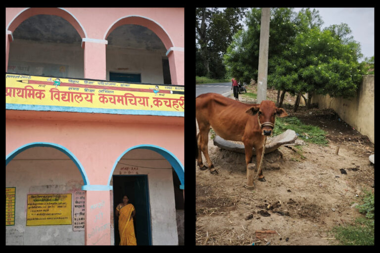 स्कूल व आंगनबाड़ी परिसर बना मवेशी बांधने का अड्डा, गंदगी से बच्चों की बढ़ी परेशानी