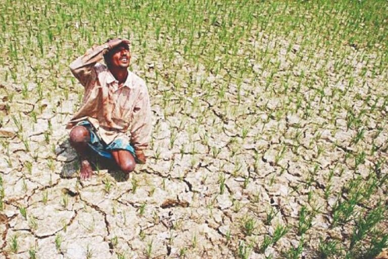 मानसून की बेरुखी से भागलपुर बेहाल : सूखे खेत, बढ़ी किसानों की चिंता, धान की खेती पर संकट
