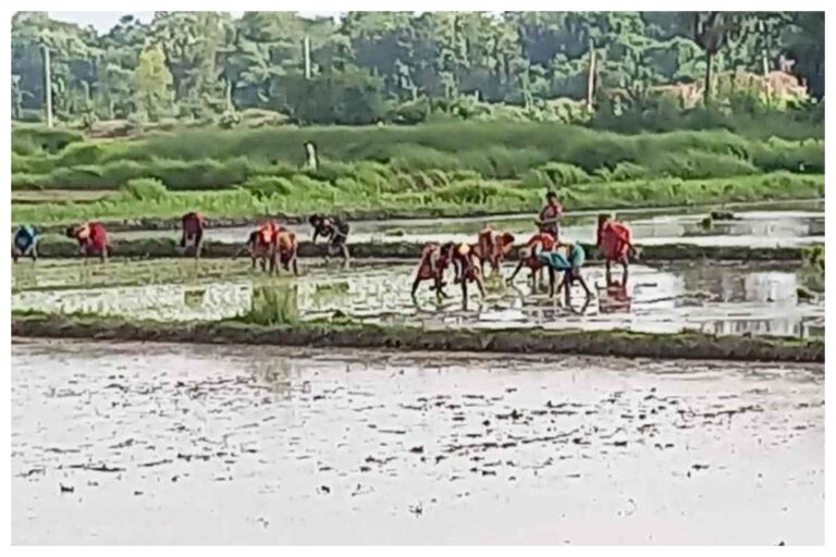 बारिश नहीं, नलकूपों के भरोसे धान रोपनी में जुटे किसान