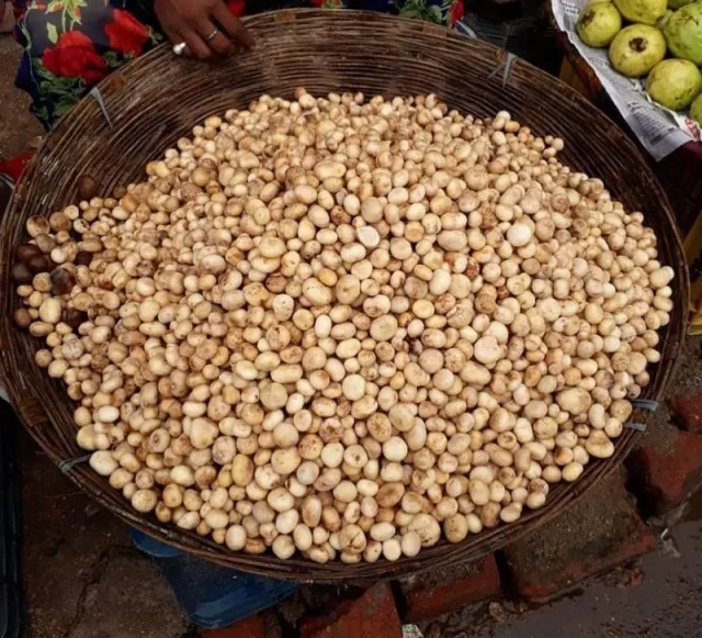 क्या आपने खाया है रुगड़ा? झारखंड का यह देसी मशरूम स्वाद में देता है चिकन-मटन को टक्कर, यहां देखें रेसिपी 1 Image 77